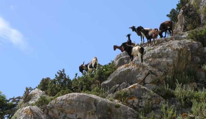 ES VEDRA